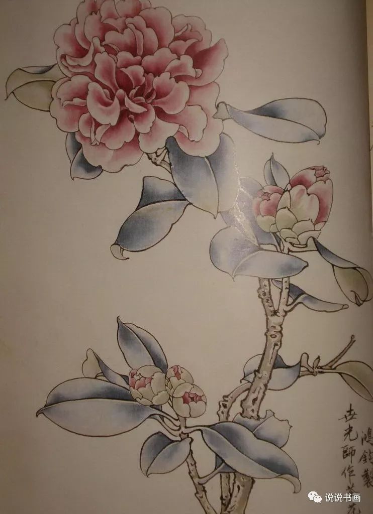 分享几组工笔花鸟画详细画法转发收藏吧