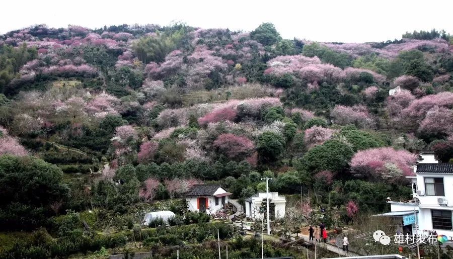 卖花渔村第八届梅花节开幕啦!