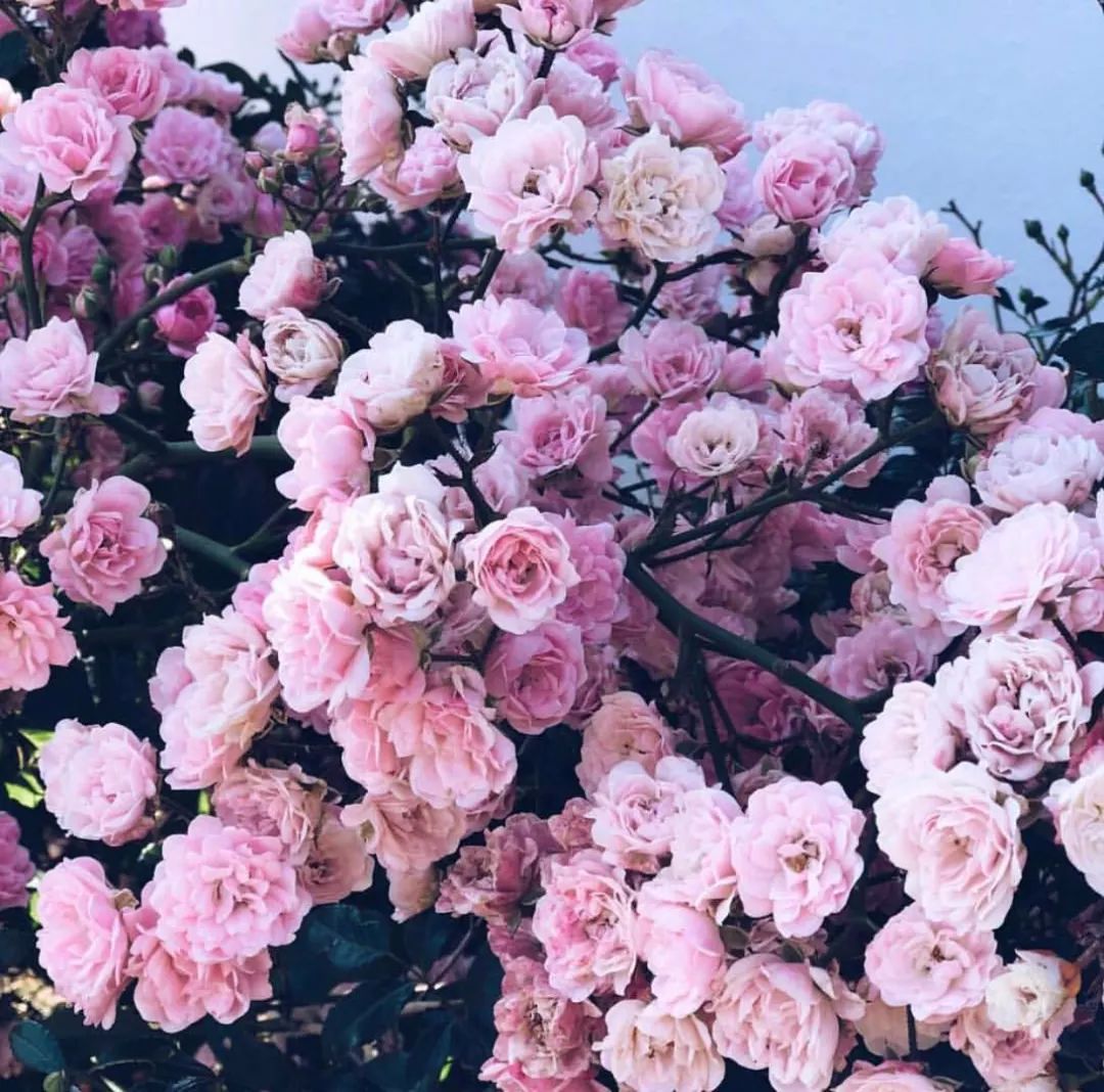 很多人都没概念~其实简单来讲就是粉色蔷薇花的颜色,元气满满充满着