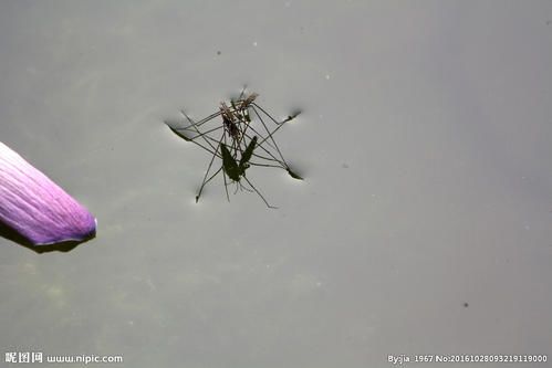 在学校第一次见到水蜘蛛是在荷花池旁,看着它们无忧