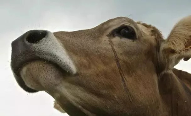 牛被杀前为什么会流泪