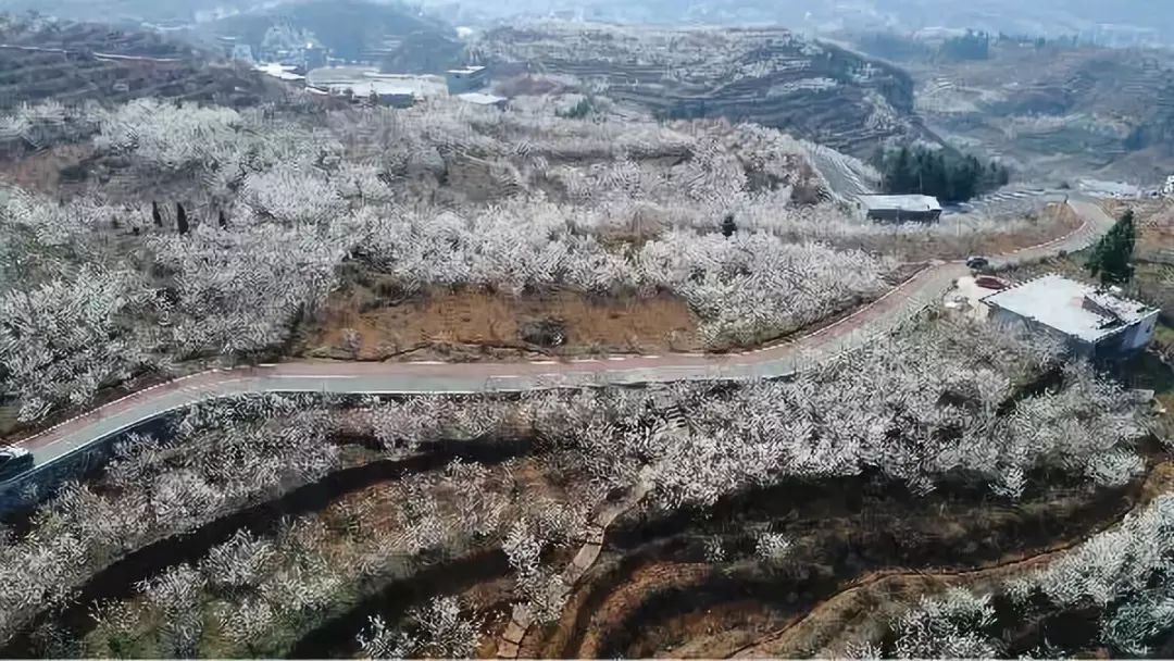 总溪河畔所种植樱桃名叫玛瑙红,是纳雍本地农艺师徐富军通过嫁接培育