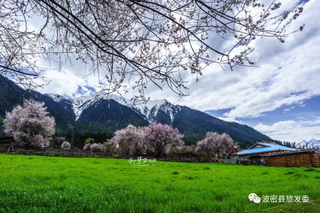 3月波密桃花赏花攻略一生必去一次波密看一次桃花