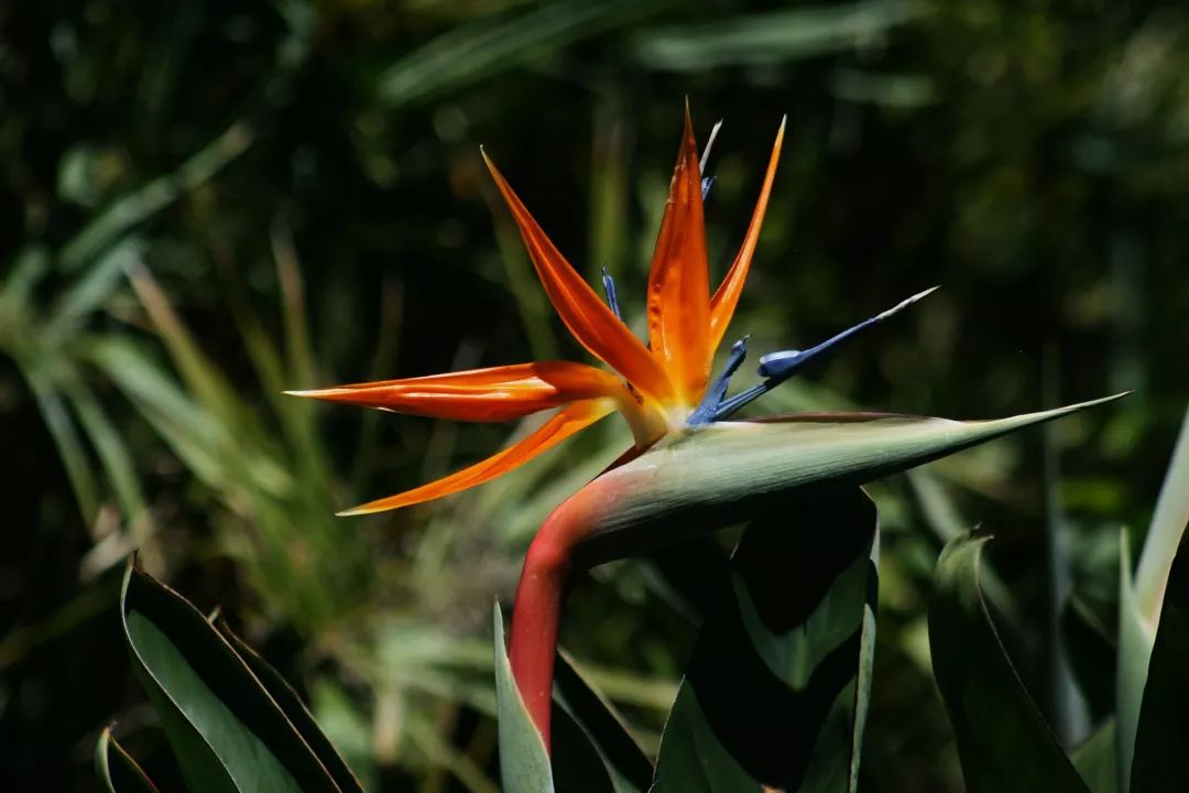 鹤望兰(strelitzia reginae)的拉丁属名strelitzia,就来自于他的皇后