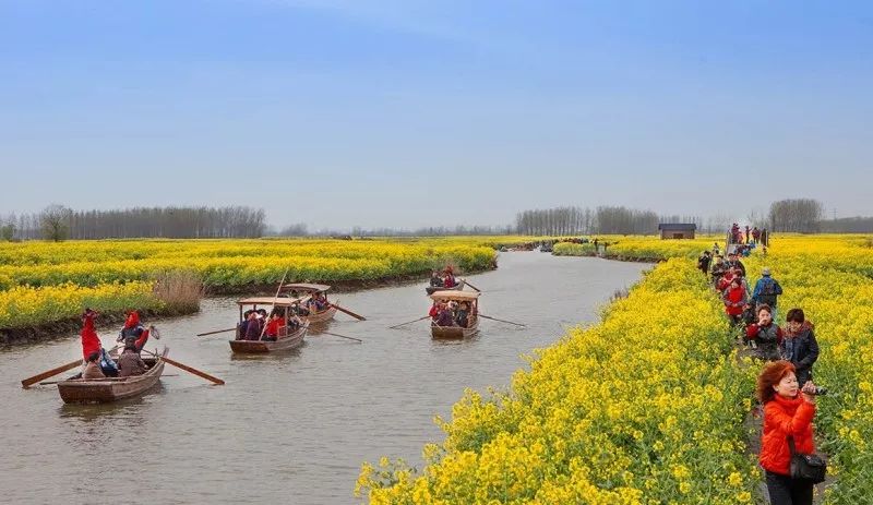 (3月15日,22日,29日,4月5日,各一期)烟花三月下扬州,兴化水上油菜花