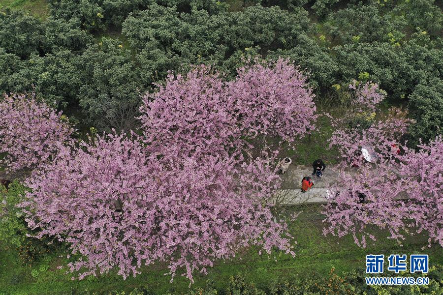 2月16日,游人在重庆市北碚区澄江镇五一村欣赏盛开的樱花(无人机拍摄