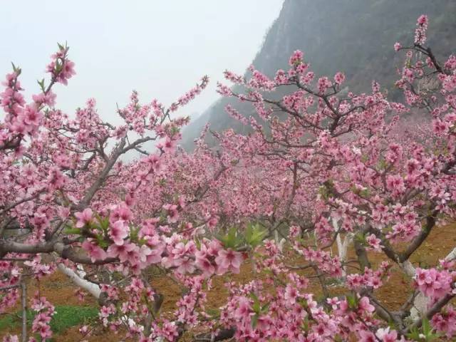 走进《爸爸去哪儿5》雨补鲁天坑村,船游万峰湖,兴义顶效桃花谷,豪叹2