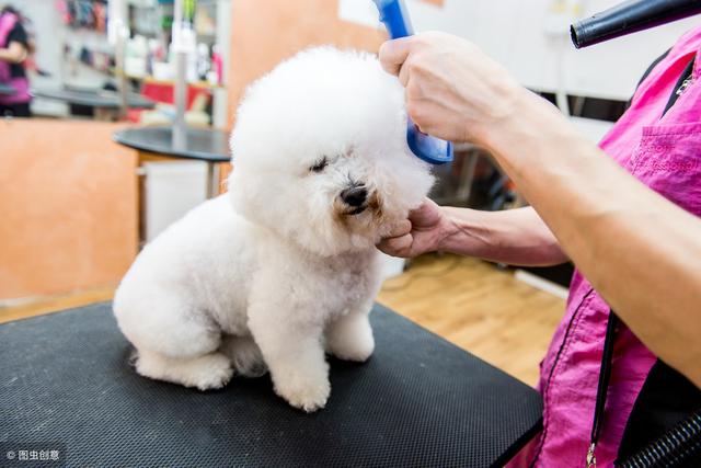 比熊耳朵往前搭怎么纠正_比熊幼犬图片