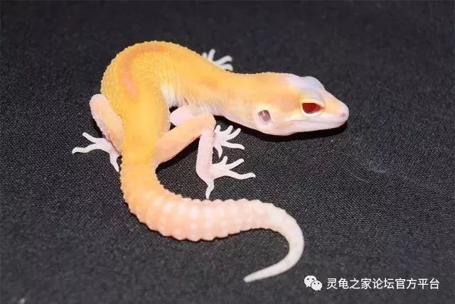 t.o.r)的川普白化日蚀豹纹守宫   tremper albino eclipse