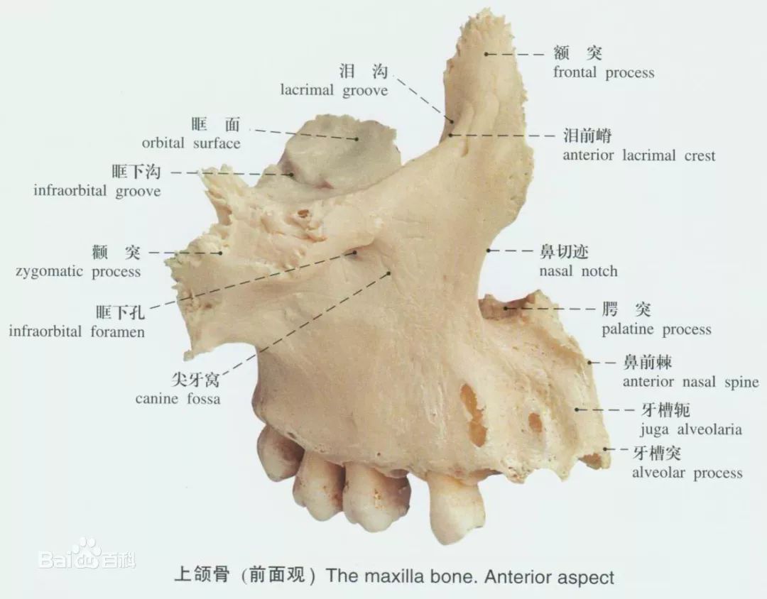 图26 筛骨（上面观）-人体解剖组织学-医学