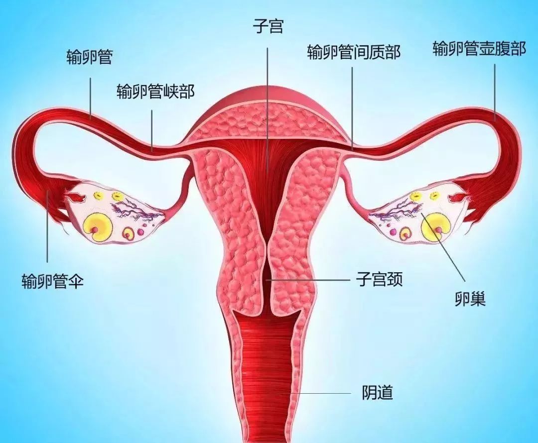 输卵管de自白:备孕时,我也想低调,可实力不允许啊