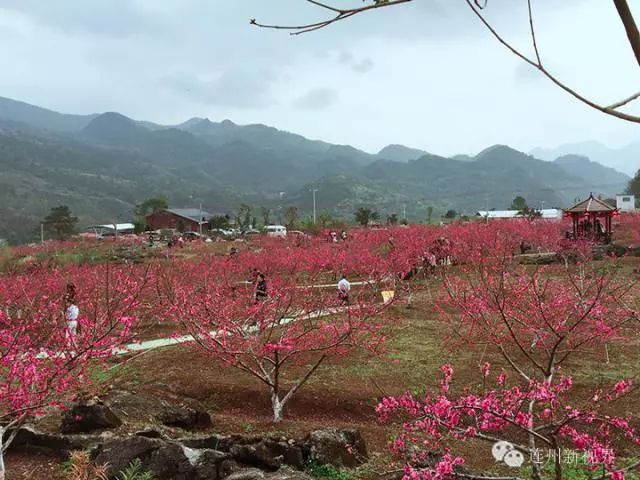 万亩桃花又双叒叕要盛开啦2019连州桃花节还不赶紧去看看