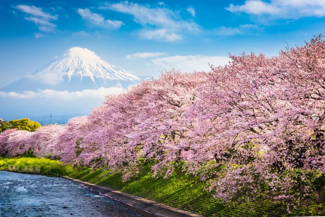 即将开启的日本樱花季带上这份追花指南来打卡