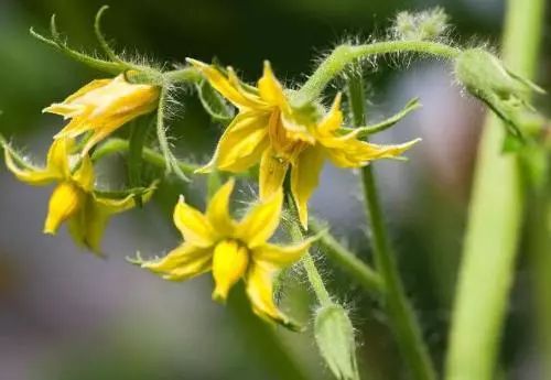 西红柿黄花点不住花?附8种解决方法!(建议收藏)