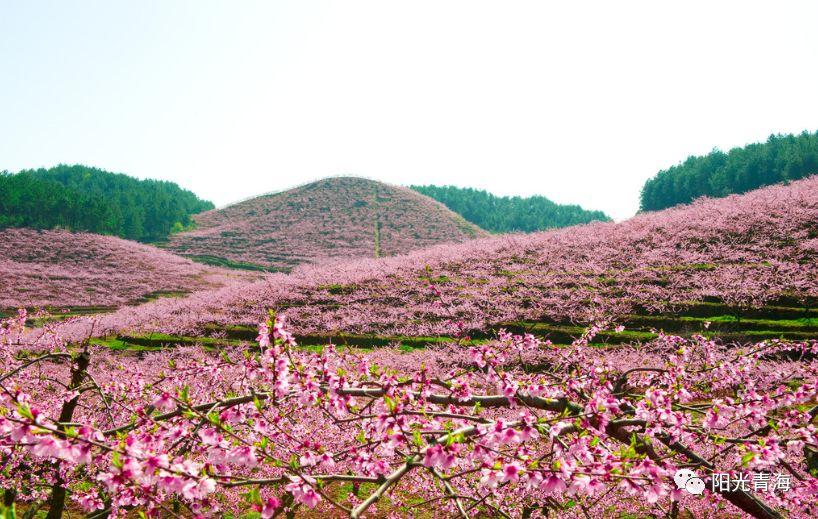 群科杏花