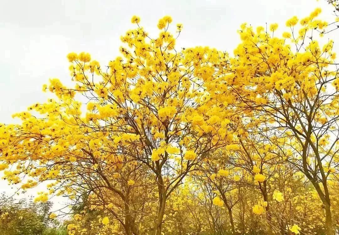 震撼来袭 | 万株黄花风铃 百亩梯田油菜花,华南醉美立体花海引爆珠