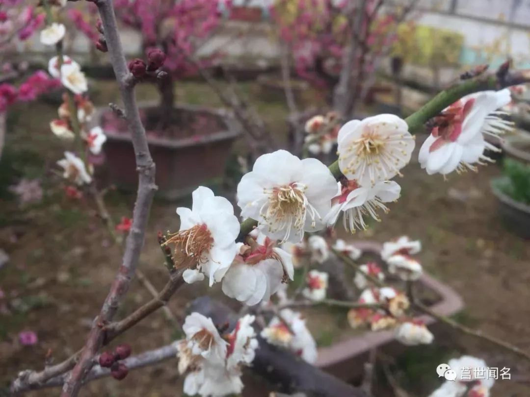 腊梅花开冬将尽,一树梅花报春来漫步花海之中,迎面花香沁心万树梅花争