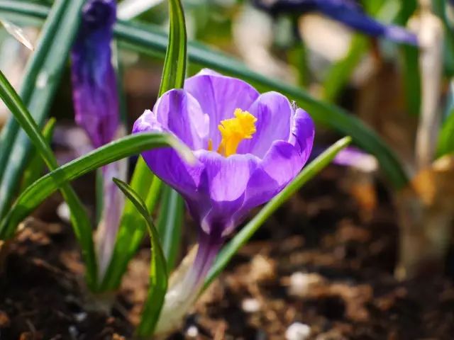 2月17日水瓶星座花金线番红花野草花