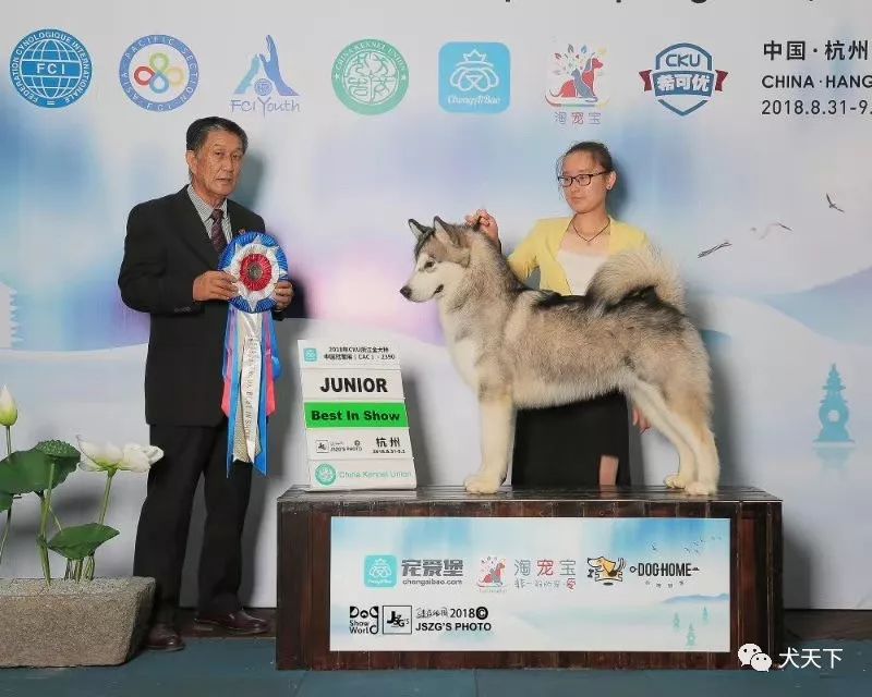 视频:2019年西敏寺犬展阿拉斯加雪橇犬bob由弗洛威特犬舍特约点播