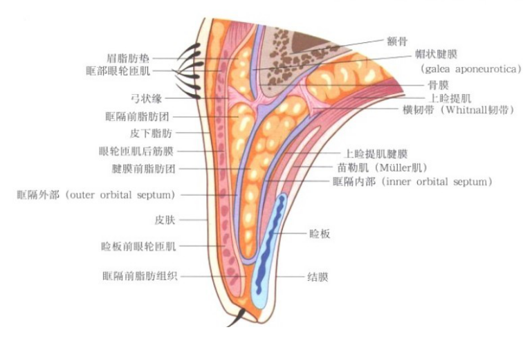 做双眼皮一定要知道的事解剖学和美学的完美结合