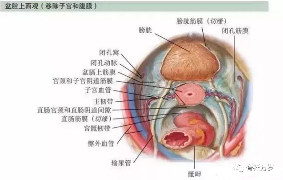 骨盆底盆腔解剖图谱