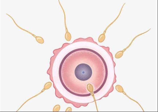 没有成功和卵子结合的精子都去哪里了