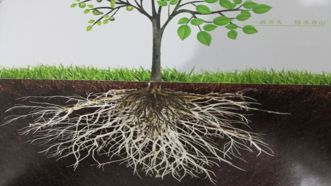 一画有机水溶肥-养根促根型能使作物根系发达,增强根系活力和发根