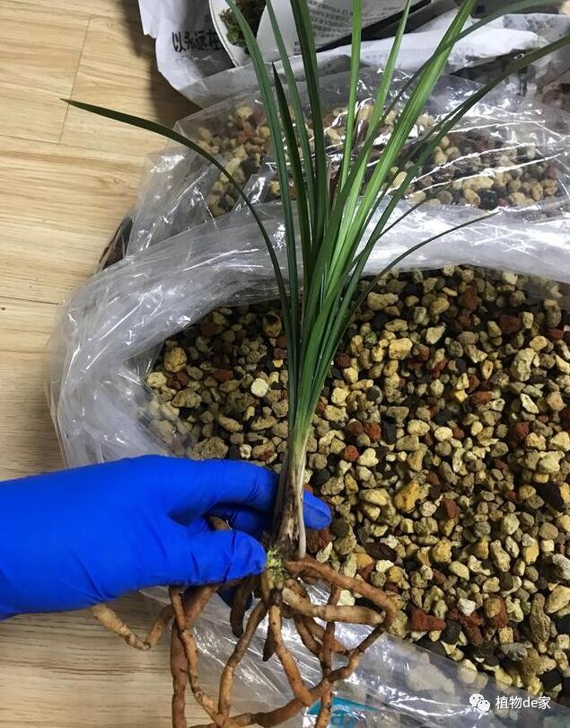 她用来配土的4种兰花植料是:植金石,赤玉土,火烧土,新西兰树皮.