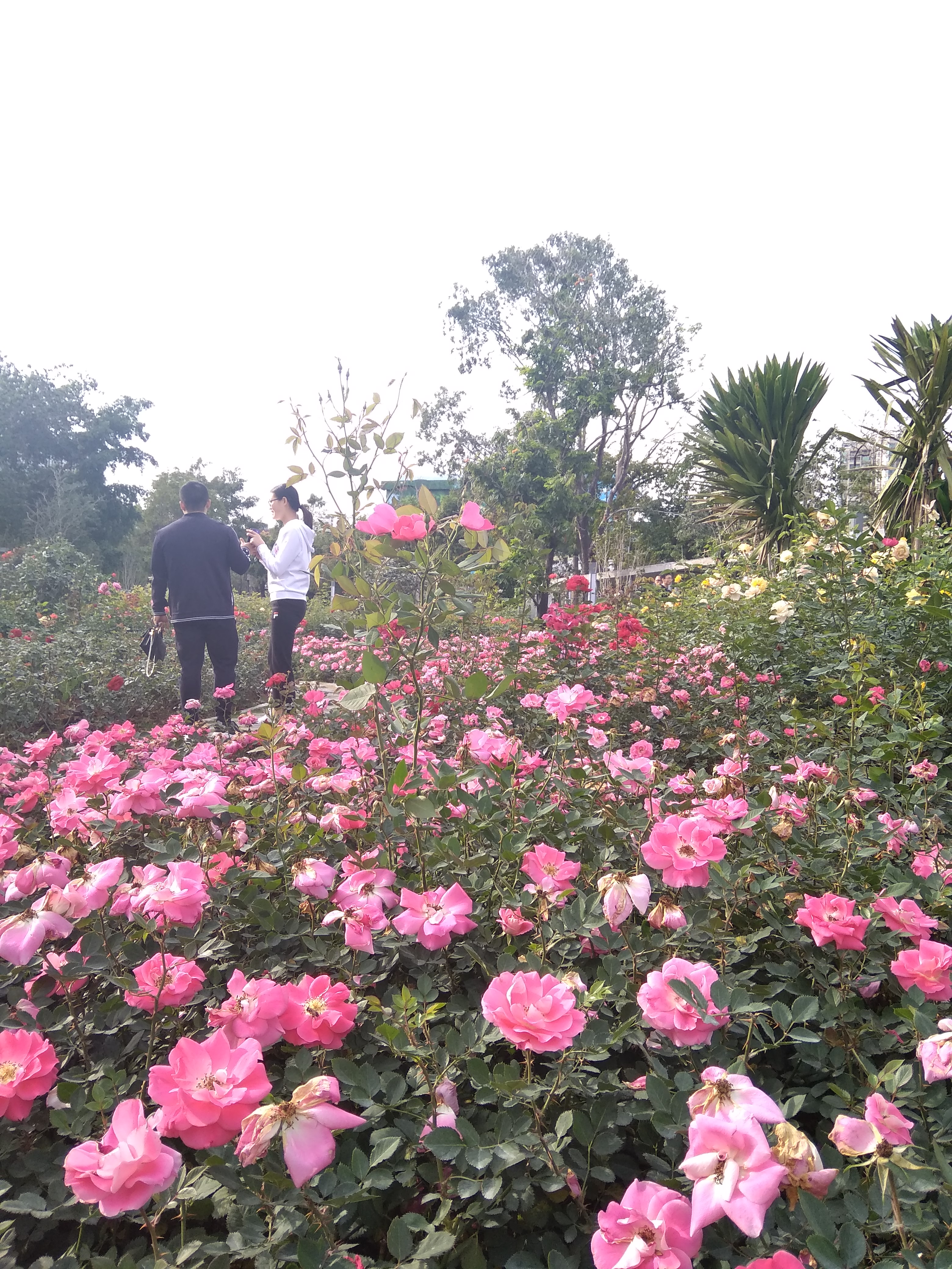 深圳香蜜公园月季花海 赏花过春节满满都是爱