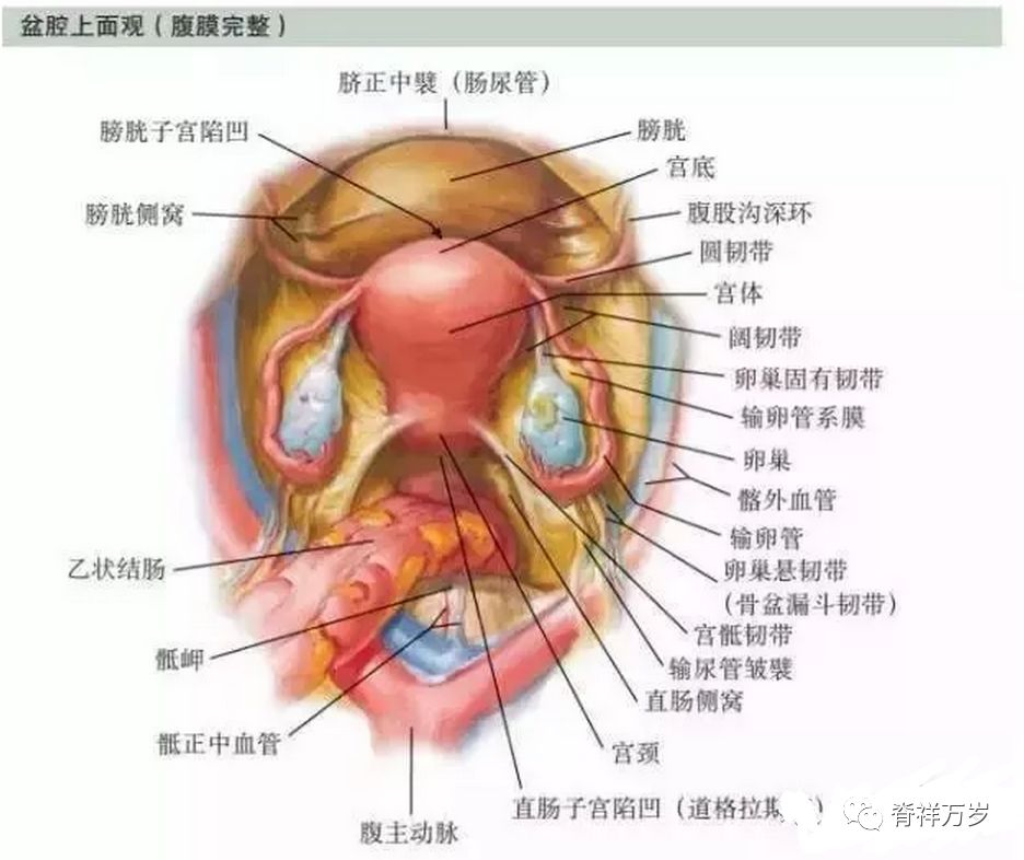 骨盆底 盆腔解剖图谱