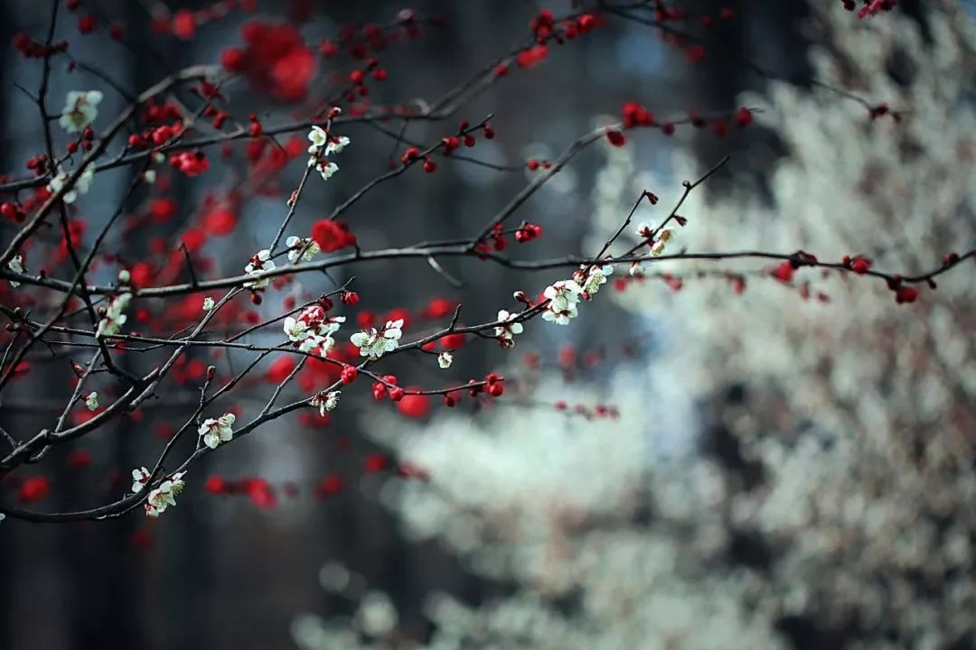 朗诵/梅花落满了南山