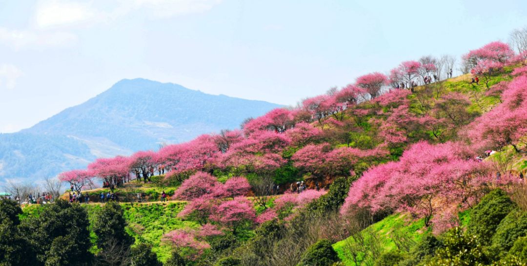 蓝天下户外春暖花事223徒步踏春网红新建村梅花山看遍十里梅花谷拜访