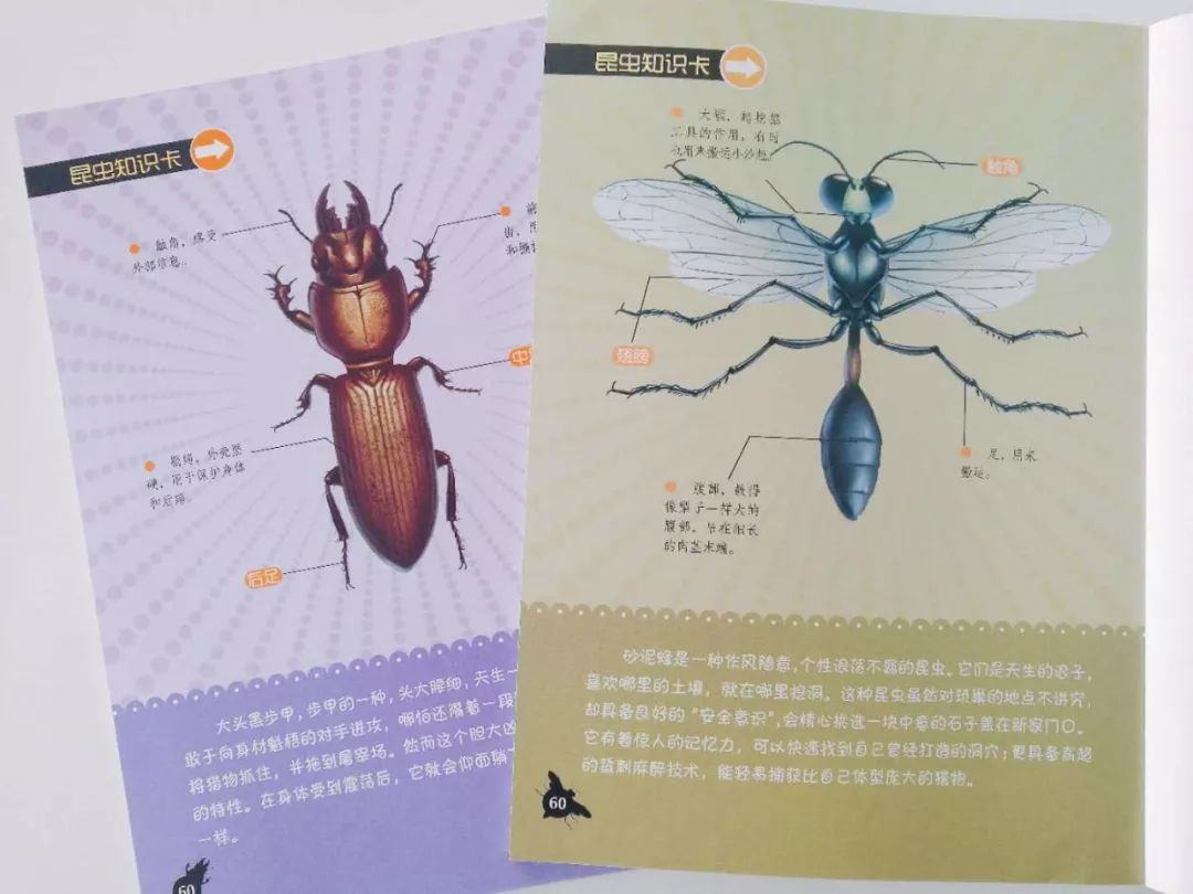 4 趣味昆虫知识卡 书页中包含趣味昆虫知识专栏,给孩子更细致入微的