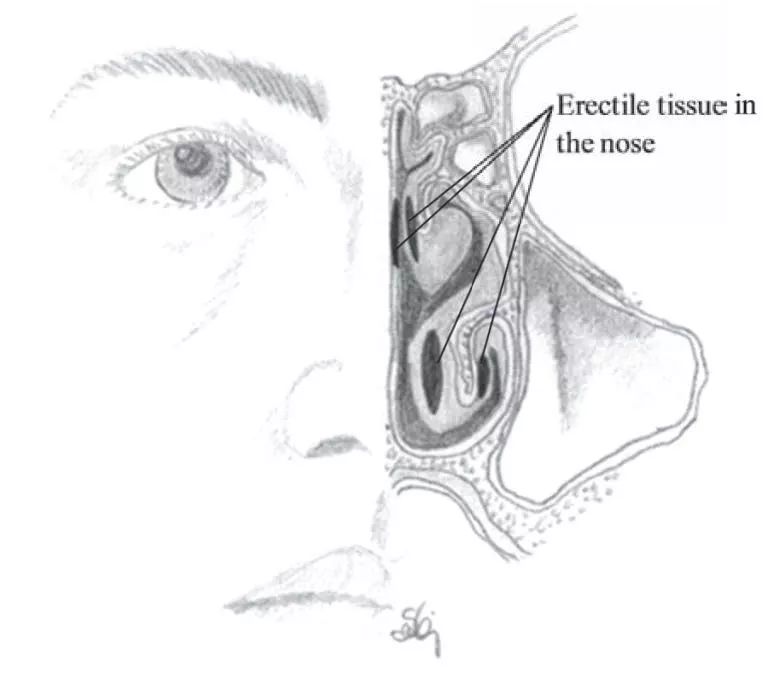 鼻子内部结构图