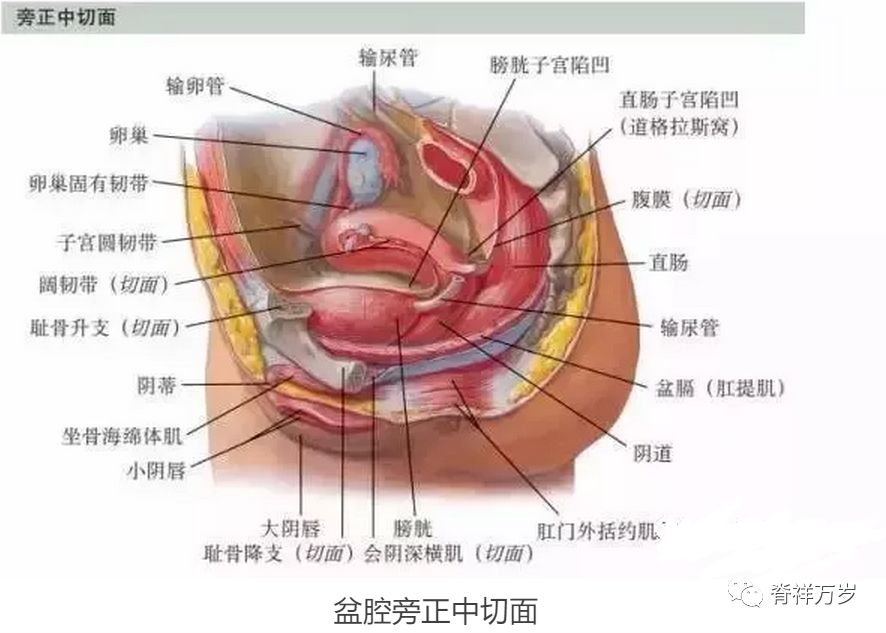 骨盆底 盆腔解剖图谱