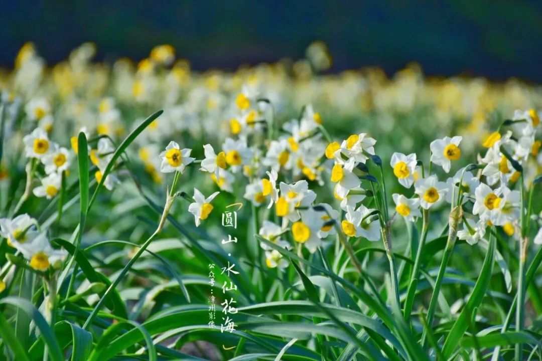 香飘四溢花开迎春,我在水仙花海等你!