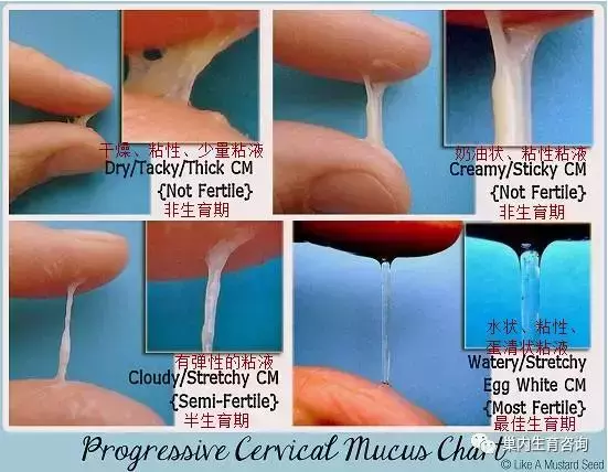 卵子排出的迹象：监测你的生育能力