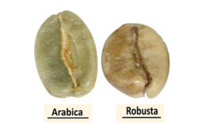详细谈谈阿拉比卡和罗布斯塔豆区别