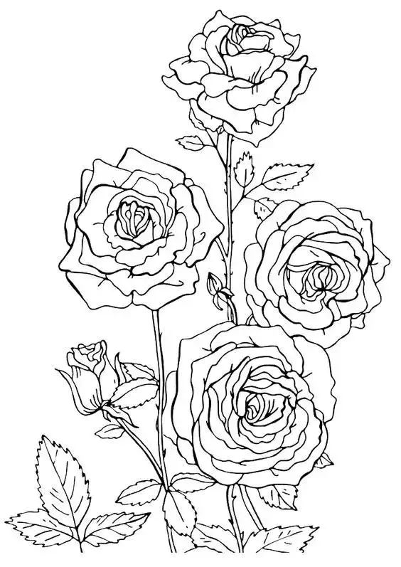 10种花的100张素描线稿图分享!简单易学可上色_玫瑰