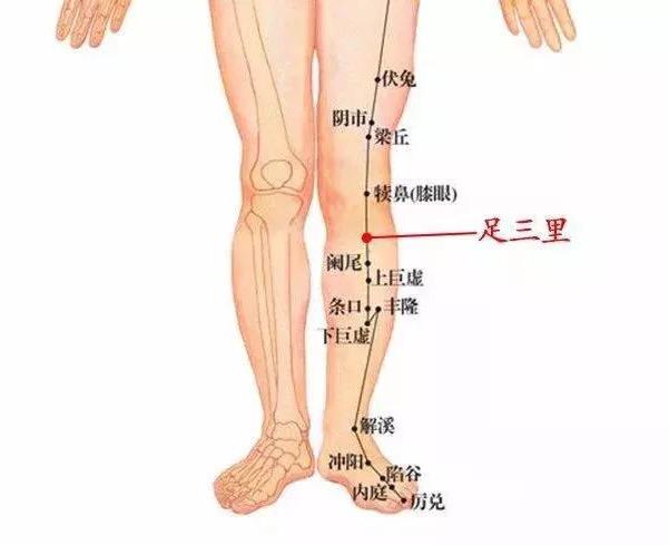 足三里穴生"脾阳"