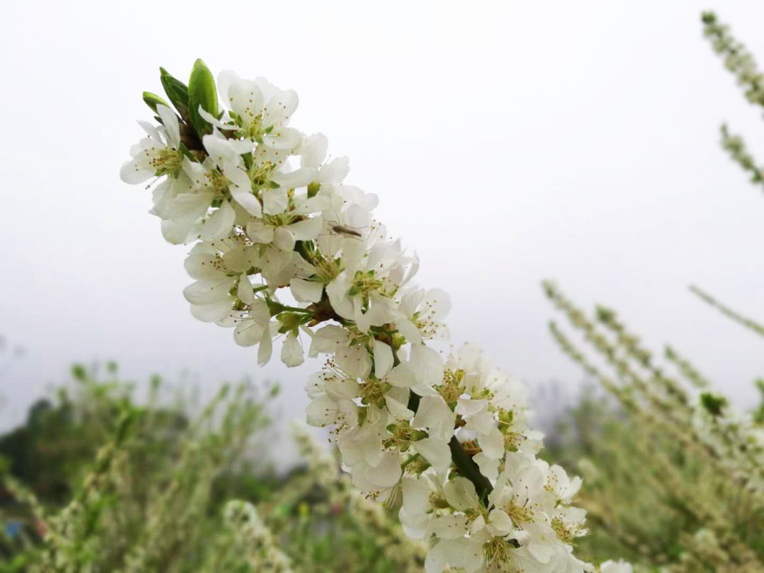 太平这里的李树开花了!春意正浓好靓啊