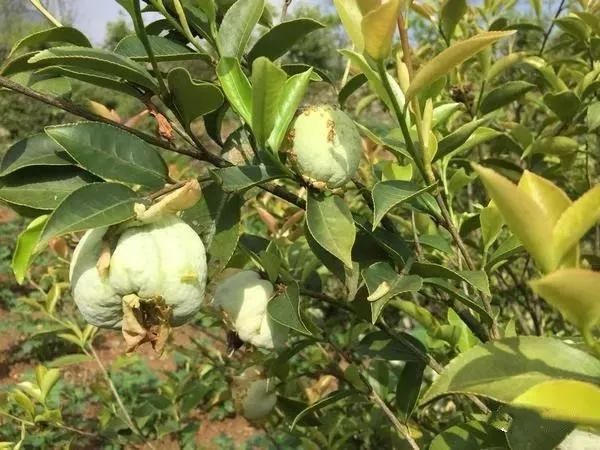 茶耳与茶苞,茶陵人忘不了的山乡野味