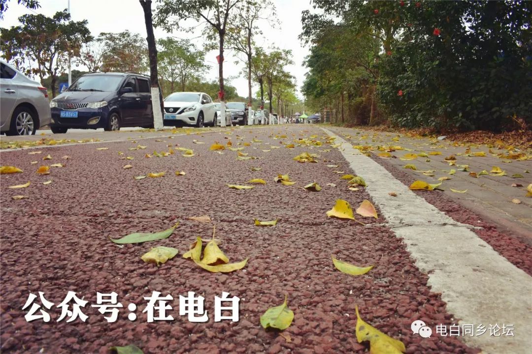 电白市民公园的风铃花已全面绽放,成为茂名最火的赏花胜地!