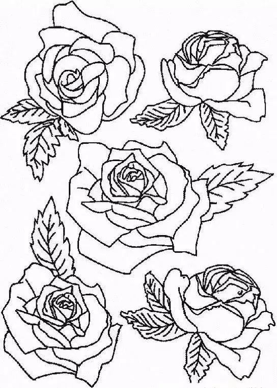 10种花的100张素描线稿图分享!简单易学可上色_玫瑰