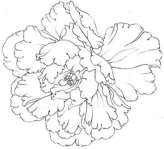 一篇美玉缀玫瑰 / 【5】· 牡丹花临摹线稿 · 木末芙蓉花,山中发红萼