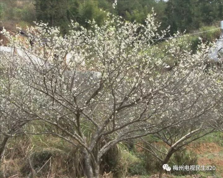 梅县区石坑镇"下雪啦,漫山李花开,约不约呀?