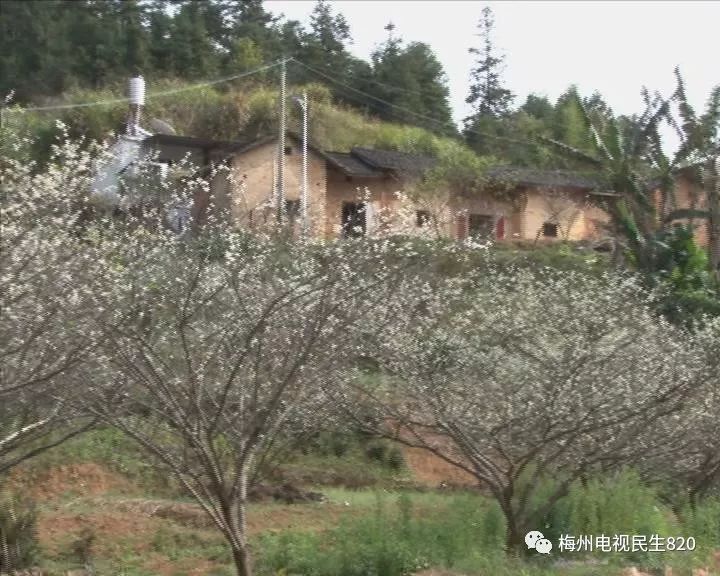 梅县区石坑镇"下雪啦,漫山李花开,约不约呀?