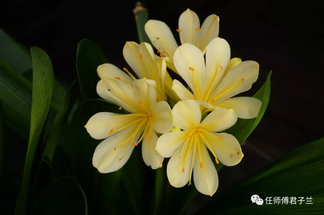 【一花一赏】特种花色君子兰 黄花白(宽叶) 圆头油匠