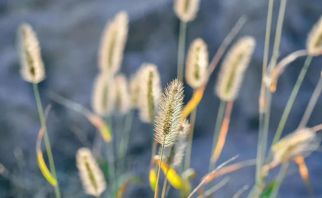 什么葱茏植物成语_成语故事图片(3)