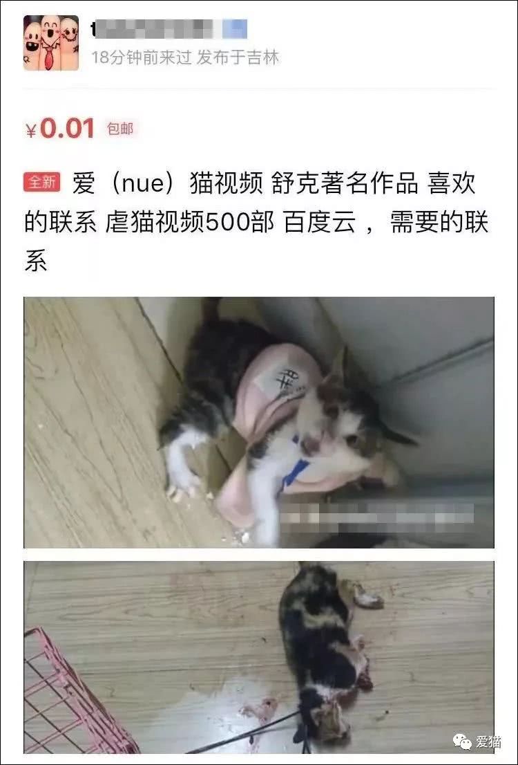 是的,虐猫不止在中国发生,外国也有, 他们从对弱小的施暴中获取病态的